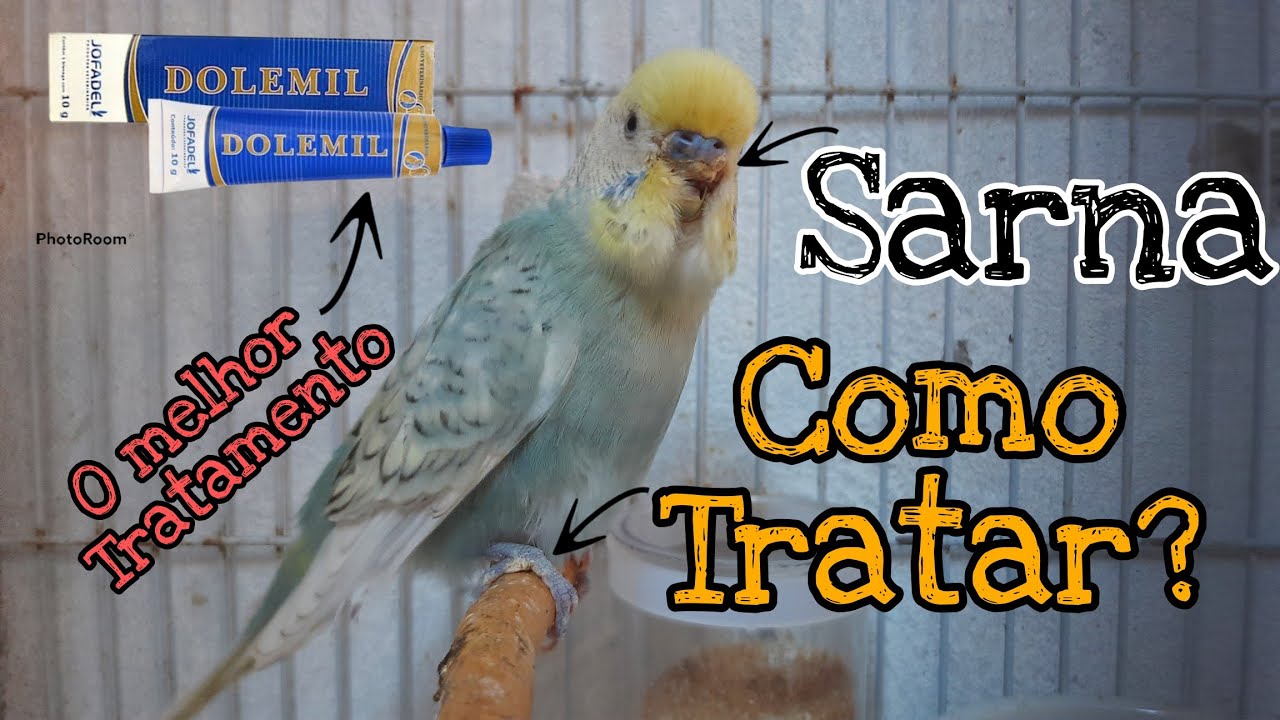 "Descubra Como a Dolemil Pomada Pode Curar a Sarna dos Seus Pássaros!" 1 maxresdefault 2 1 maxresdefault 2 1 "Descubra Como a Dolemil Pomada Pode Curar a Sarna dos Seus Pássaros!"