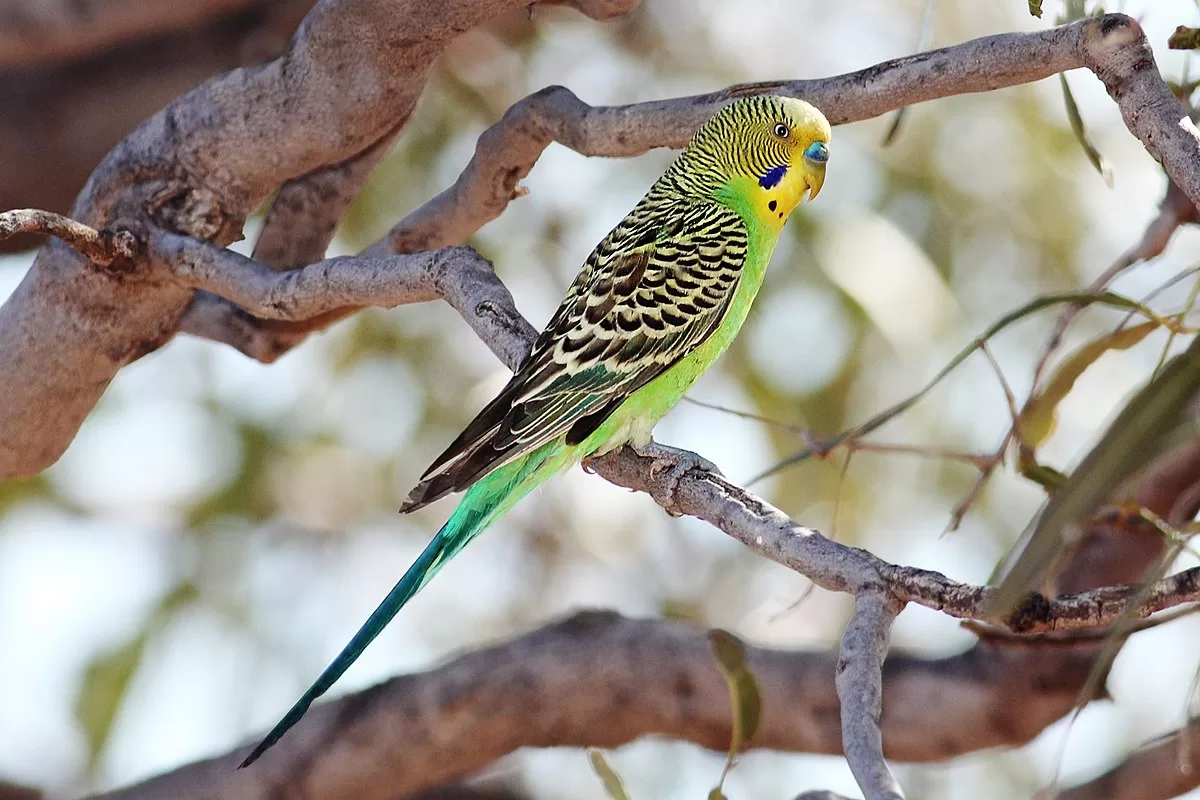 "Descubra OS TIPOS DE DOMINÂNCIA: A GENÉTICA DAS CORES DOS PERIQUITOS Revelada!" 1 1200px Budgerigar male strzelecki qld 1200px Budgerigar male strzelecki qld "Descubra OS TIPOS DE DOMINÂNCIA: A GENÉTICA DAS CORES DOS PERIQUITOS Revelada!"