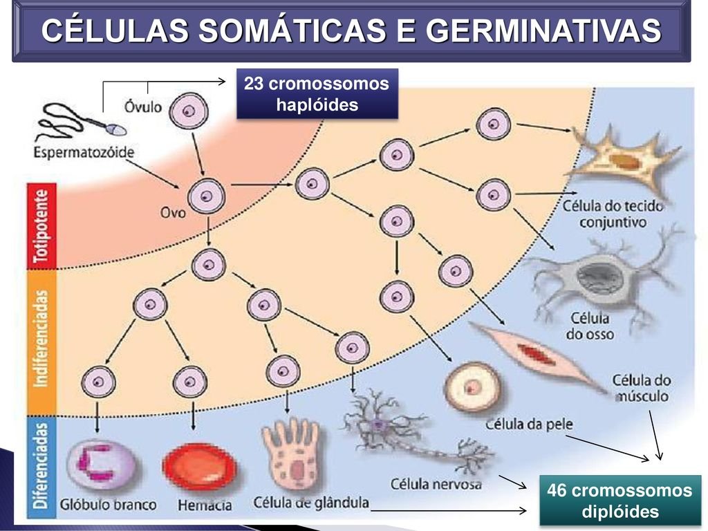 CELULASSOMATICASEGERMINATIVAS CELULASSOMATICASEGERMINATIVAS "MUTAÇÕES GÊNICAS: Descubra os Principais Tipos de Mutação e Seus Impactos!"