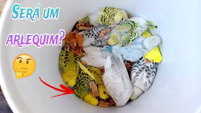 " Classificação dos Periquitos Australianos Código de Cores em Vigor desde 1999" 1 hq720 5 hq720 5 " Classificação dos Periquitos Australianos Código de Cores em Vigor desde 1999"