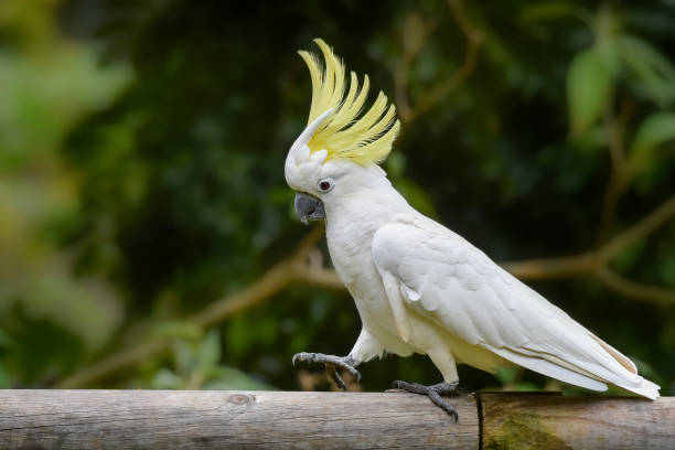 istockphoto 1322236257 612x612 1 istockphoto 1322236257 612x612 1 " Lista de Aves Exóticas Mais Vendidas e Procuradas no Brasil: Encante-se com as Melhores Opções!"
