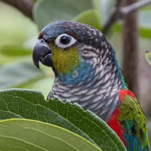 ” TIRIBA-DE-BARRIGA-VERMELHA Espécie da Família Psittacidae!”