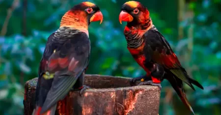 “As Mutações genéticas que mudam a cor das aves das Aves Exóticas: Albinismo, Leucismo, Melanismo, Flavismo e Lucismo e Suas Características”