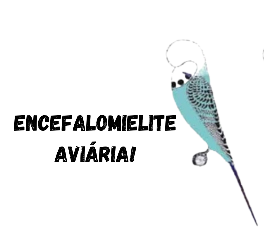 "Entenda a Encefalomielite Aviária: O Neurológico que Causa Tremores e Falta de Coordenação em Periquitos" 1 Encefalomielite Aviaria Encefalomielite Aviaria "Entenda a Encefalomielite Aviária: O Neurológico que Causa Tremores e Falta de Coordenação em Periquitos"