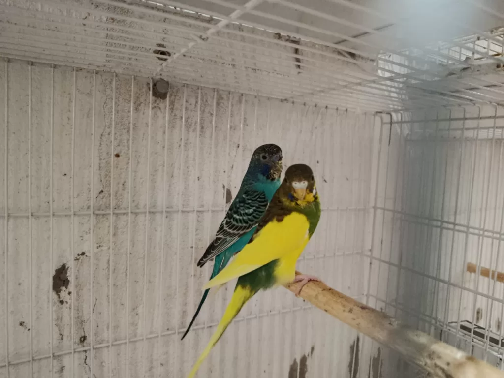 AVES DO PLANTEU DO HOGO COSTA .