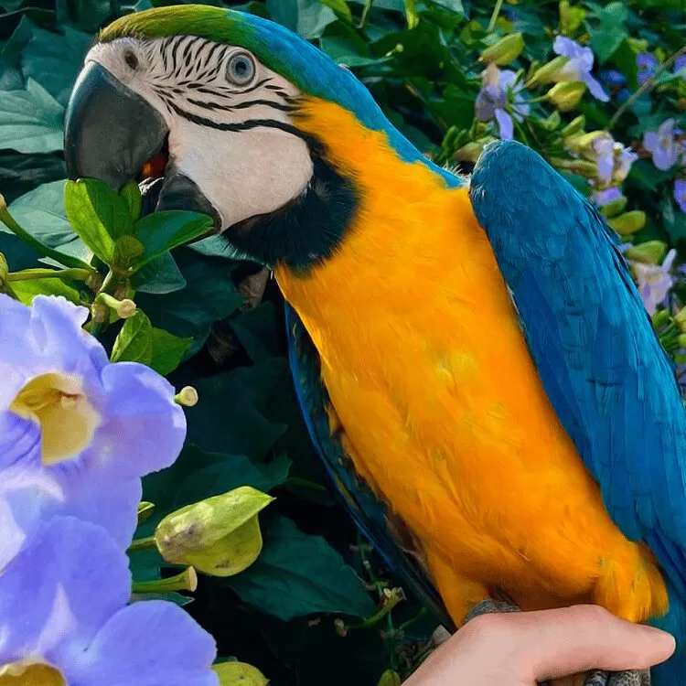"Descubra Tudo sobre ARARÁ CANIDE: Características e Alimentação para um Ambiente Perfeito!" 1 arara canindE ara ararauna 2024 09 22 21 50 10 0 480 arara canindE ara ararauna 2024 09 22 21 50 10 0 480 "Descubra Tudo sobre ARARÁ CANIDE: Características e Alimentação para um Ambiente Perfeito!"