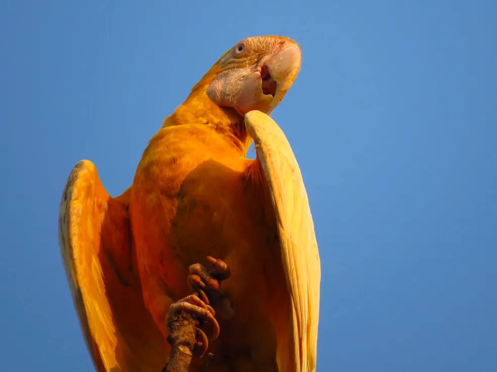 " O Que é Flavismo e Suas Fascinantes Características nas Aves!" 1 arara arara " O Que é Flavismo e Suas Fascinantes Características nas Aves!"