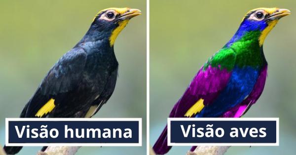 "Qual a Interpretação das Cores Esféricas nas Aves: Descubra Segredos Fascinantes!" 1 como as aves veem cores 24831 2 600 como as aves veem cores 24831 2 600 "Qual a Interpretação das Cores Esféricas nas Aves: Descubra Segredos Fascinantes!"