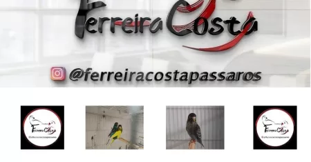 ” Periquitos BLACK FACE: HUGO FERREIRA COSTA e a Primeira Mutação Melânica do Brasil – Conheça o Manto Negro!”