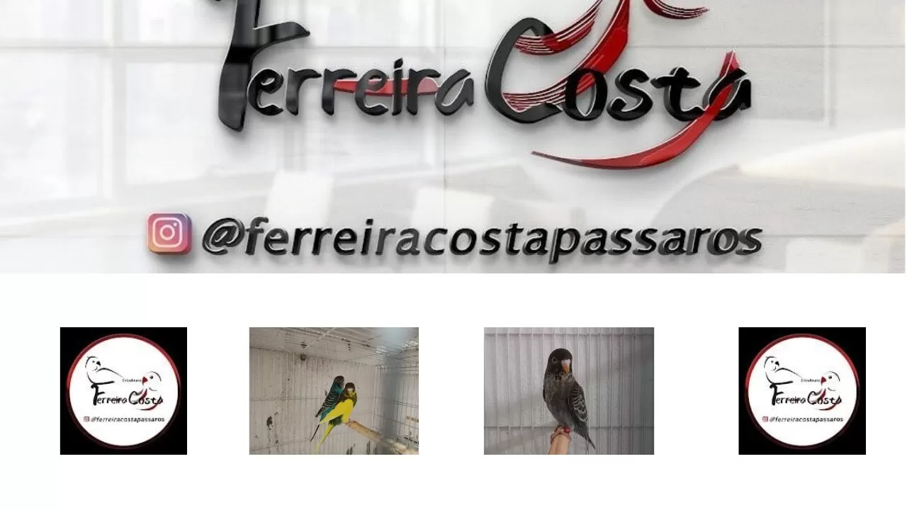 " Periquitos BLACK FACE: HUGO FERREIRA COSTA e a Primeira Mutação Melânica do Brasil - Conheça o Manto Negro!" 1 freepik untitled project 20250505155839CPq6 freepik untitled project 20250505155839CPq6 " Periquitos BLACK FACE: HUGO FERREIRA COSTA e a Primeira Mutação Melânica do Brasil - Conheça o Manto Negro!"