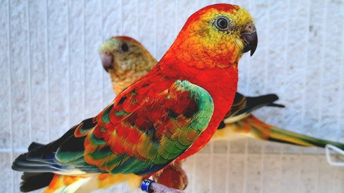 "Descubra o Fascinante Mundo das Aves: O Que é 'Sufusão' e Como Essa Característica Genética Transforma a Coloração das Penas!" 1 hq720 2 hq720 2 "Descubra o Fascinante Mundo das Aves: O Que é 'Sufusão' e Como Essa Característica Genética Transforma a Coloração das Penas!"