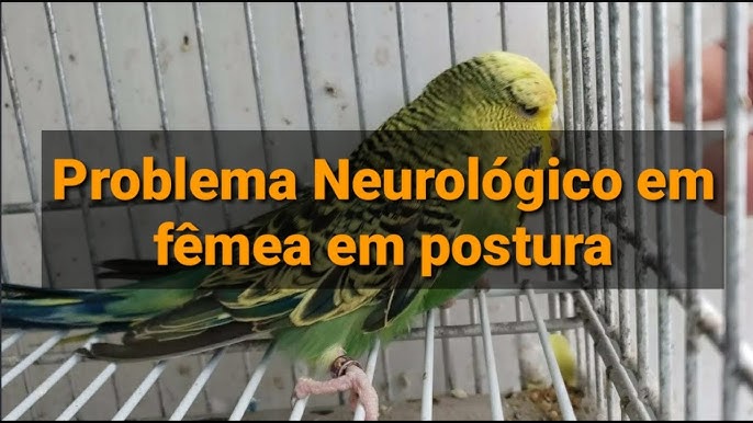 "Entenda a Encefalomielite Aviária: O Neurológico que Causa Tremores e Falta de Coordenação em Periquitos" 1 hq720 3 hq720 3 "Entenda a Encefalomielite Aviária: O Neurológico que Causa Tremores e Falta de Coordenação em Periquitos"