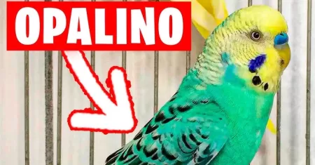 “PERIQUITOS OPALINOS Como a Genética dos Pais Determina a Probabilidade para Nascer Opalinos!”