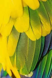"As Mutações genéticas que mudam a cor das aves das Aves Exóticas: Albinismo, Leucismo, Melanismo, Flavismo e Lucismo e Suas Características" 3 images images "As Mutações genéticas que mudam a cor das aves das Aves Exóticas: Albinismo, Leucismo, Melanismo, Flavismo e Lucismo e Suas Características"
