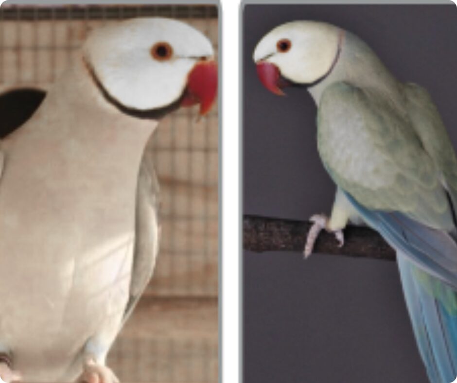 COMO O MASTER MIND DO CRIADOR DE AVES PODERÁ AJUDÁ-LO NA CRIAÇÃO DE AVES EXÓTICAS e Transforme seu Hobby em Sucesso 1 mastermind mastermind COMO O MASTER MIND DO CRIADOR DE AVES PODERÁ AJUDÁ-LO NA CRIAÇÃO DE AVES EXÓTICAS e Transforme seu Hobby em Sucesso