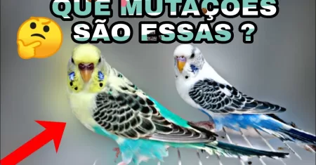 “Quais as Probabilidades de Nascer um Periquito Arlequim: Recessivos vs Dominantes Que Você Precisa Saber!”
