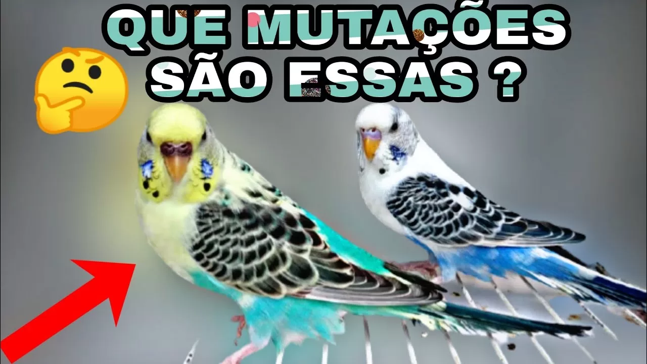 "Quais as Probabilidades de Nascer um Periquito Arlequim: Recessivos vs Dominantes Que Você Precisa Saber!" 1 maxresdefault 1 1 maxresdefault 1 1 "Quais as Probabilidades de Nascer um Periquito Arlequim: Recessivos vs Dominantes Que Você Precisa Saber!"