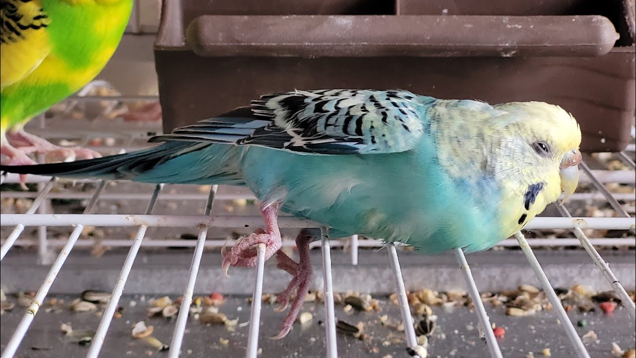 " Porque as Aves Exóticas Têm Morte Subita: Exemplos e Soluções para Proteger Seu Pet!" 1 maxresdefault 1 2 maxresdefault 1 2 " Porque as Aves Exóticas Têm Morte Subita: Exemplos e Soluções para Proteger Seu Pet!"