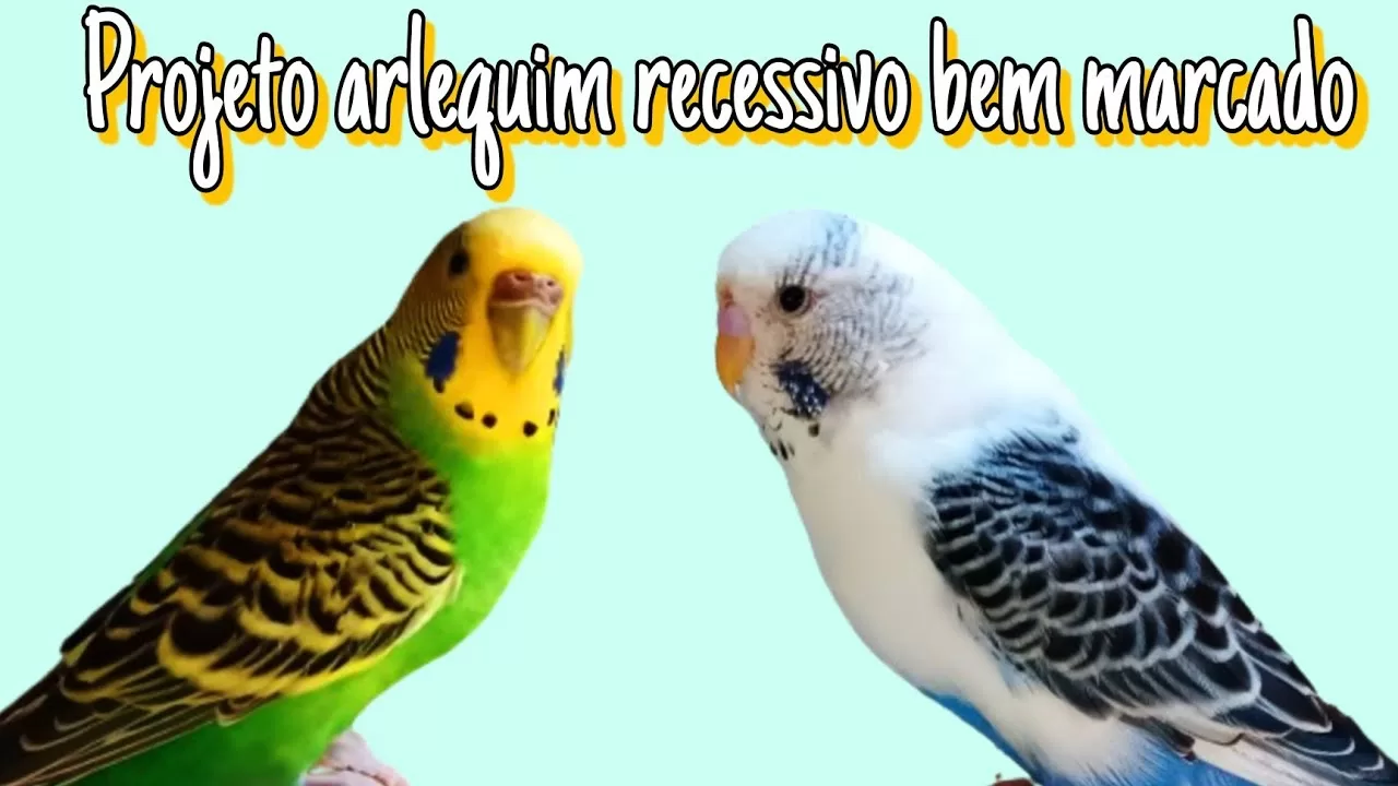 "Quais as Probabilidades de Nascer um Periquito Arlequim: Recessivos vs Dominantes Que Você Precisa Saber!" 2 maxresdefault 2 maxresdefault 2 "Quais as Probabilidades de Nascer um Periquito Arlequim: Recessivos vs Dominantes Que Você Precisa Saber!"