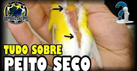 “Peito Seco nas Aves: O Que Fazer para Garantir Resultados Eficazes no Tratamento!”