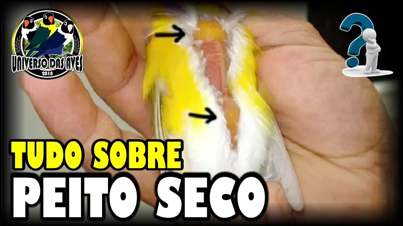 "Peito Seco nas Aves: O Que Fazer para Garantir Resultados Eficazes no Tratamento!" 1 "Peito Seco nas Aves: O Que Fazer para Garantir Resultados Eficazes no Tratamento!"