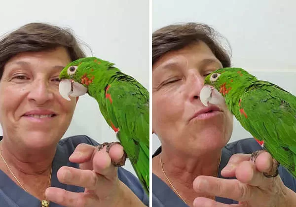 papagaio bico3 papagaio bico3 "Descubra a Função do Polimetilmetacrilato: Como Ele Ajuda a Prevenir Acidentes em Aves com Bicos Quebrados!"