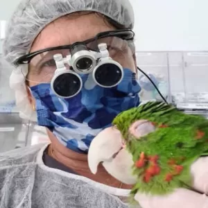 “Descubra a Função do Polimetilmetacrilato: Como Ele Ajuda a Prevenir Acidentes em Aves com Bicos Quebrados!”