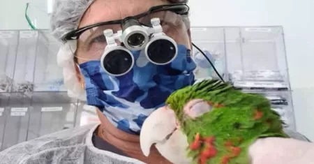 “Descubra a Função do Polimetilmetacrilato: Como Ele Ajuda a Prevenir Acidentes em Aves com Bicos Quebrados!”