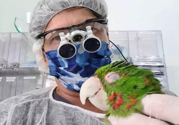 "Descubra a Função do Polimetilmetacrilato: Como Ele Ajuda a Prevenir Acidentes em Aves com Bicos Quebrados!" 1 papagaio bico6 papagaio bico6 "Descubra a Função do Polimetilmetacrilato: Como Ele Ajuda a Prevenir Acidentes em Aves com Bicos Quebrados!"