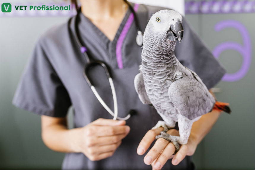 "Descubra Por que Vermifugar as Aves Exóticas é Essencial: Causas e Benefícios Revelados!" 1 precisando medicar passarinhos saiba como proceder por via oral artigos vetprofissional precisando medicar passarinhos saiba como proceder por via oral artigos vetprofissional "Descubra Por que Vermifugar as Aves Exóticas é Essencial: Causas e Benefícios Revelados!"