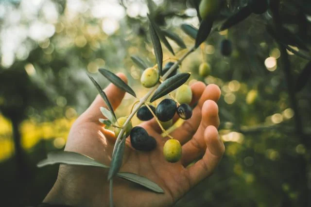 "Descubra o Poder do Açúcar de Uva: A Fonte de Energia Essencial para seu Pássaro em Treinos e Momentos Críticos!" 1 shutterstock 1832432053 shutterstock 1832432053 "Descubra o Poder do Açúcar de Uva: A Fonte de Energia Essencial para seu Pássaro em Treinos e Momentos Críticos!"