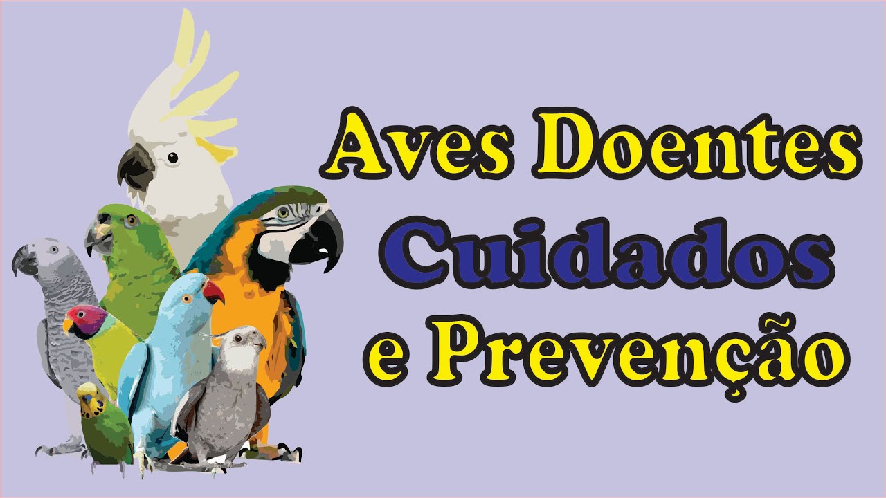 Profilaxia na Criação de Aves Exóticas: Dicas Essenciais e Cuidados para um Manuseio Seguro 1 maxresdefault 1 1 maxresdefault 1 1 Profilaxia na Criação de Aves Exóticas: Dicas Essenciais e Cuidados para um Manuseio Seguro