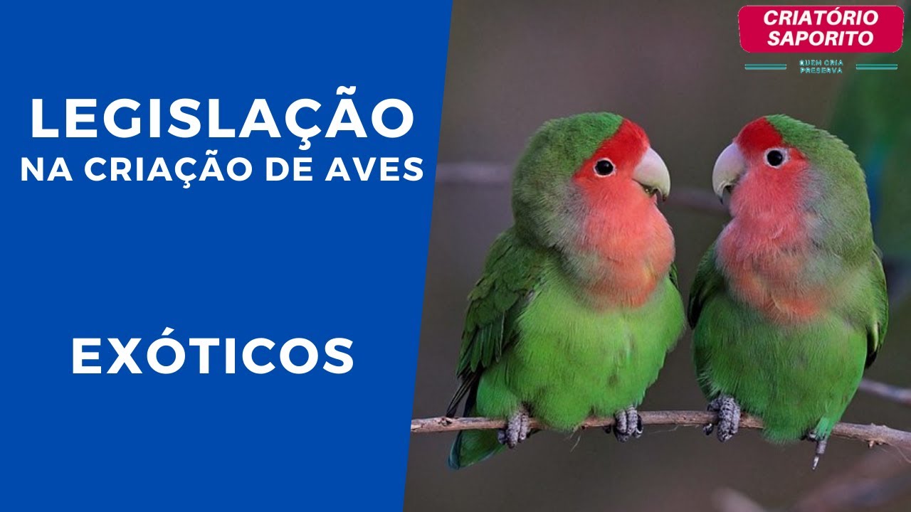 Descubra os Manejos Essenciais na Criação de Aves Exóticas e Como Garantir Alimentos em Fartura Dicas Valiosas para Seu Sucesso 1 maxresdefault 1 maxresdefault 1 Descubra os Manejos Essenciais na Criação de Aves Exóticas e Como Garantir Alimentos em Fartura Dicas Valiosas para Seu Sucesso