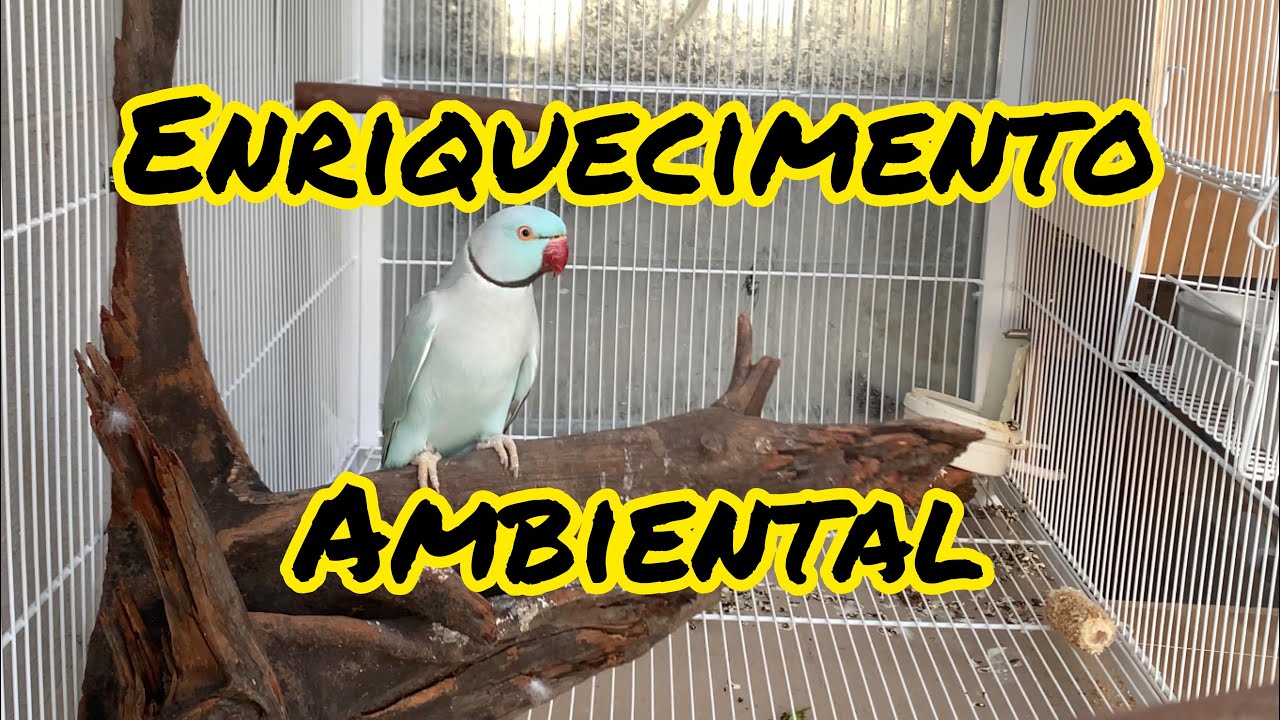 Descubra O Que é Enriquecimento Ambiental para Aves Exóticas Dicas e Ideias Incríveis de Como Fazer 1 Descubra O Que é Enriquecimento Ambiental para Aves Exóticas Dicas e Ideias Incríveis de Como Fazer