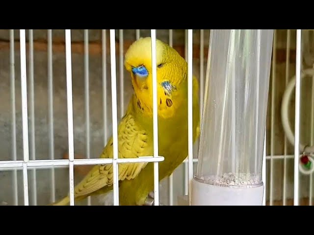 Descubra O QUE REPRESENTA OS GENES DOS PERIQUITOS AUSTRALIANOS Características Fascinantes das Mutações 1 sddefault 3 sddefault 3 Descubra O QUE REPRESENTA OS GENES DOS PERIQUITOS AUSTRALIANOS Características Fascinantes das Mutações